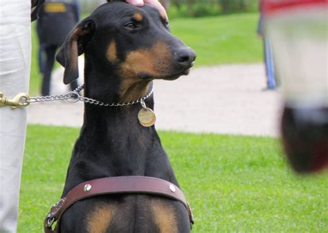 How Should You Place a Prong Collar on a Dog? - WAF