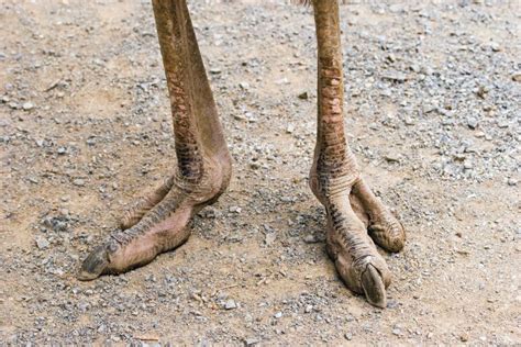 Ostrich Feet stock photo. Image of zealand, copy, wellington - 2329512