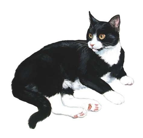 Linda Picken Art Studio / Tuxedo Lying Down.jpg | Tuxedo cat art ...