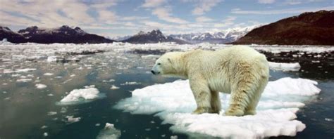 Polar Bears and Ringed Seals: Rising global temperatures affect Arctic ecology | Climate and ...