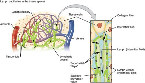 Anatomy of the Lymphatic and Immune Systems | Anatomy and Physiology II