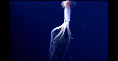 Highly Uncommon Underwater Footage Of Deep Sea Squid Laying Glowing Eggs