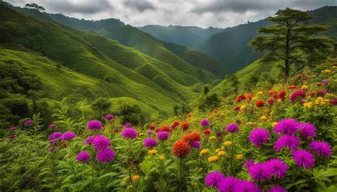 Cameroon Wildflowers