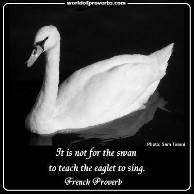 Beautiful Swan Quotes - ShortQuotes.cc