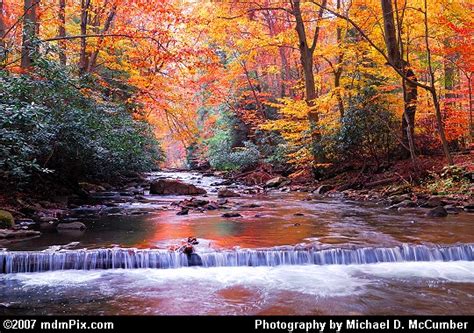 Fall Foliage Arches Over Scenic Dunbar Creek - Picture
