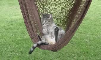 Sussa GIF - Cat Relax Relaxing - Discover & Share GIFs