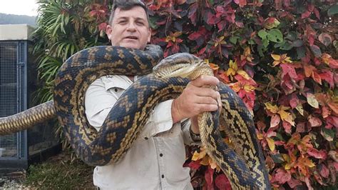 Cairns snakes: Huge scrub python caught in Cairns | Daily Telegraph