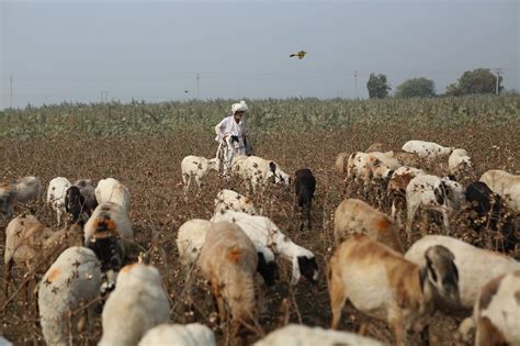 Recognising the role of pastoralists in agrarian development