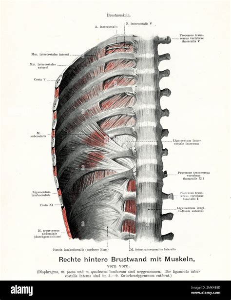 Vintage illustration of anatomy thoracic wall with lumbodorsal fascia musculature posterior view ...