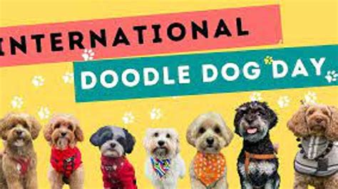 International Doodle Dog Day 2023: Date, History, Importance and Facts