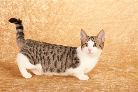 Have You Heard Of All These Munchkin Cat Breeds? - iHeartCats.com