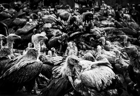 NSFW: Fed to the Vultures… Tibetan Sky Burials - CVLT Nation