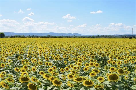 Tuscany Sunflower Field Photograph by Fabio Gibelli Photography - Pixels