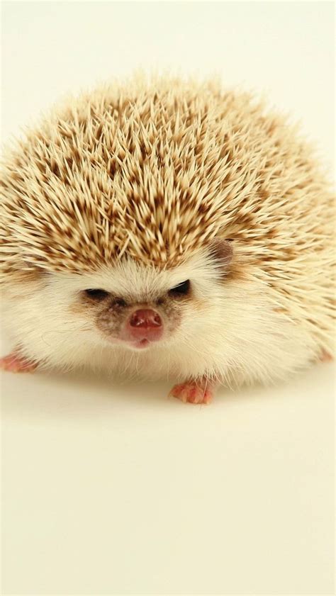 Angry Hedgehog | Cute animals, Cute hedgehog, Hedgehog pet