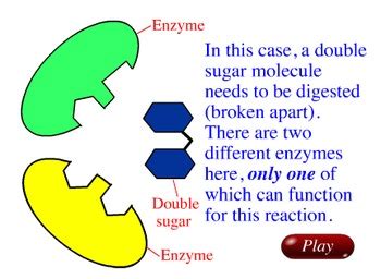 Animation - Enzyme Activity by Jim Wanamaker from Lew-Port's Biology Place