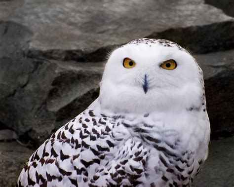 His Handiwork: The Snowy Owl
