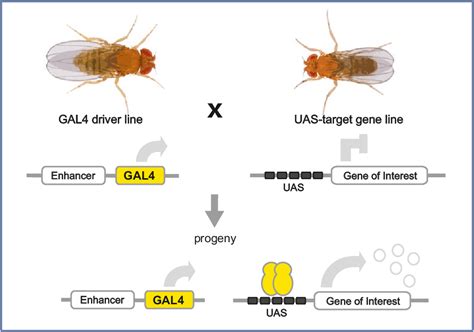 [PDF] Chapter 2 The GAL 4 System : A Versatile System for the ...