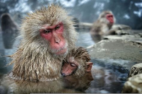 monkeys relaxing in hot springs, japan | Monkey, Hot springs japan, Animals beautiful