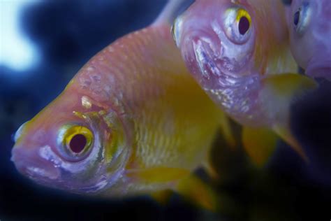 Fish Place 4 Free Stock Photo - Public Domain Pictures