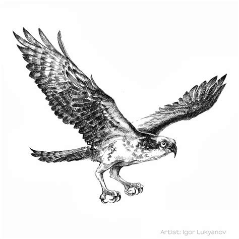 Flying Bird - Drawing Skill