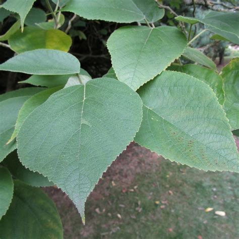 Broussonetia papyrifera in Bute Park