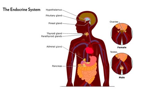 Anatomy Of Endocrine System - Anatomical Charts & Posters