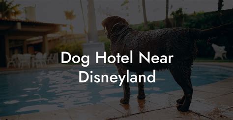 Dog Hotel Near Disneyland - Dog Hotels