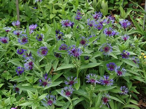 Centaurea montana - Alchetron, The Free Social Encyclopedia