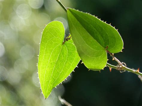 Sarsaparilla Plant: Health Benefits And Your Top 10 Questions Answered