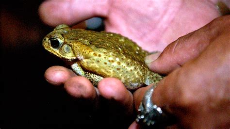 Poisonous Toads Infest Suburban Florida Neighborhood – NBC New York