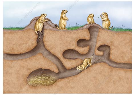 Prairie Dog Colony - Stock Image Z932/0460 - Science Photo Library