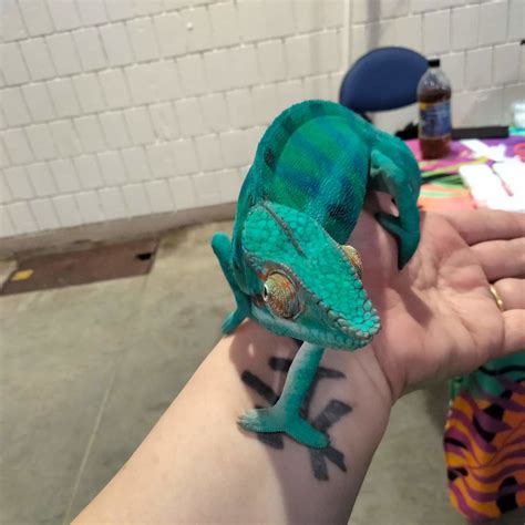 Greensboro Repticon | Repticon | Flickr