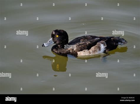 female tufted duck Stock Photo - Alamy