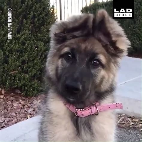 This dog ear *wiggle* is the perfect end to #FunFriday 😂 | Dogs, Dogs ...