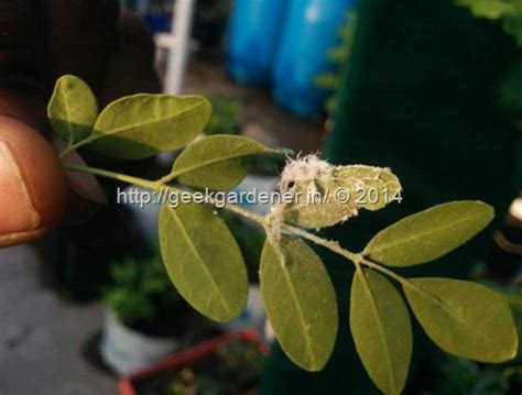 How to control whitefly – GEEKGARDENER