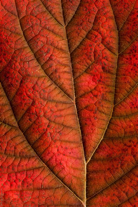 Autumn leaf detail showing surface texture and veins by David Smart ...