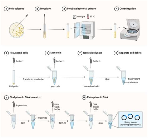 Figure 4 Diagram of procedure for Miniprep 2