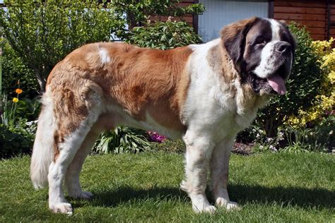 Saint Bernard Dog Breed | History, Health & Characteristics