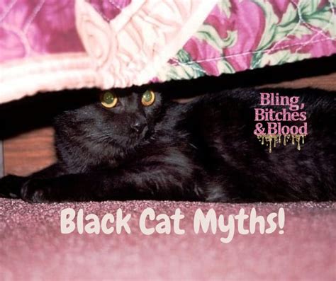 Halloween & Black Cats: Kitty Myth-Teries Explained in 2022 | Cats ...