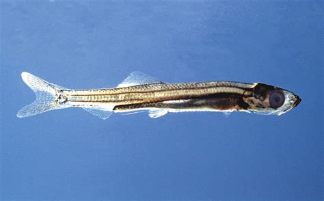 Herring | Types, Nutrition & Uses in Cuisine | Britannica