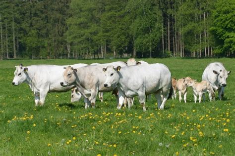 Chianina Cattle Breed: Facts, Uses, Pictures, Origins & Characteristics ...