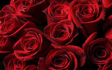 🔥 [76+] Roses Desktop Wallpapers | WallpaperSafari