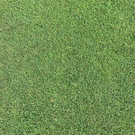 Bentgrass - SODCO