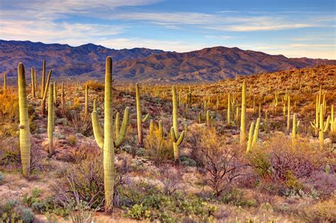 A Field Guide to Arizona Cacti | VBT Active Travel Blog | VBT Bicycling Vacations