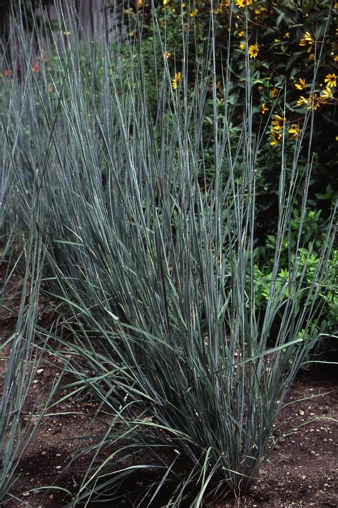 13 Terrific Tall Grasses | HGTV