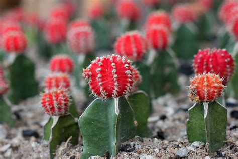 Growing guide - Cacti | Red cactus, Cacti, succulents, Plant pictures