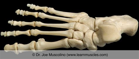 Tarsal Bones - Learn Muscles