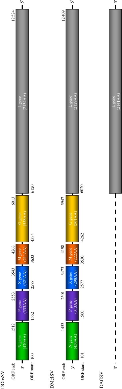 The sigma virus genomes. Numbers below show the position of the start... | Download Scientific ...