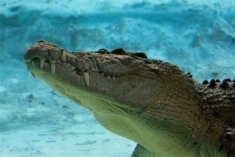 Maximo @ St. Augustine Alligator farm. | Saltwater crocodile, Crocodiles, Animals