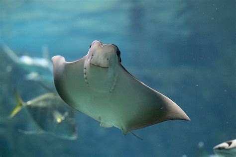 HD wallpaper: stingray underwater, fish, animal, sea life, manta ray ...